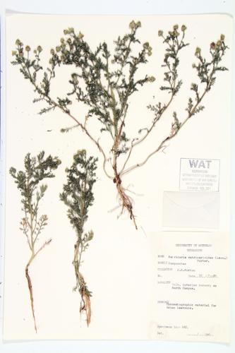 Pineapple-weed; Wild Marigold  specimen